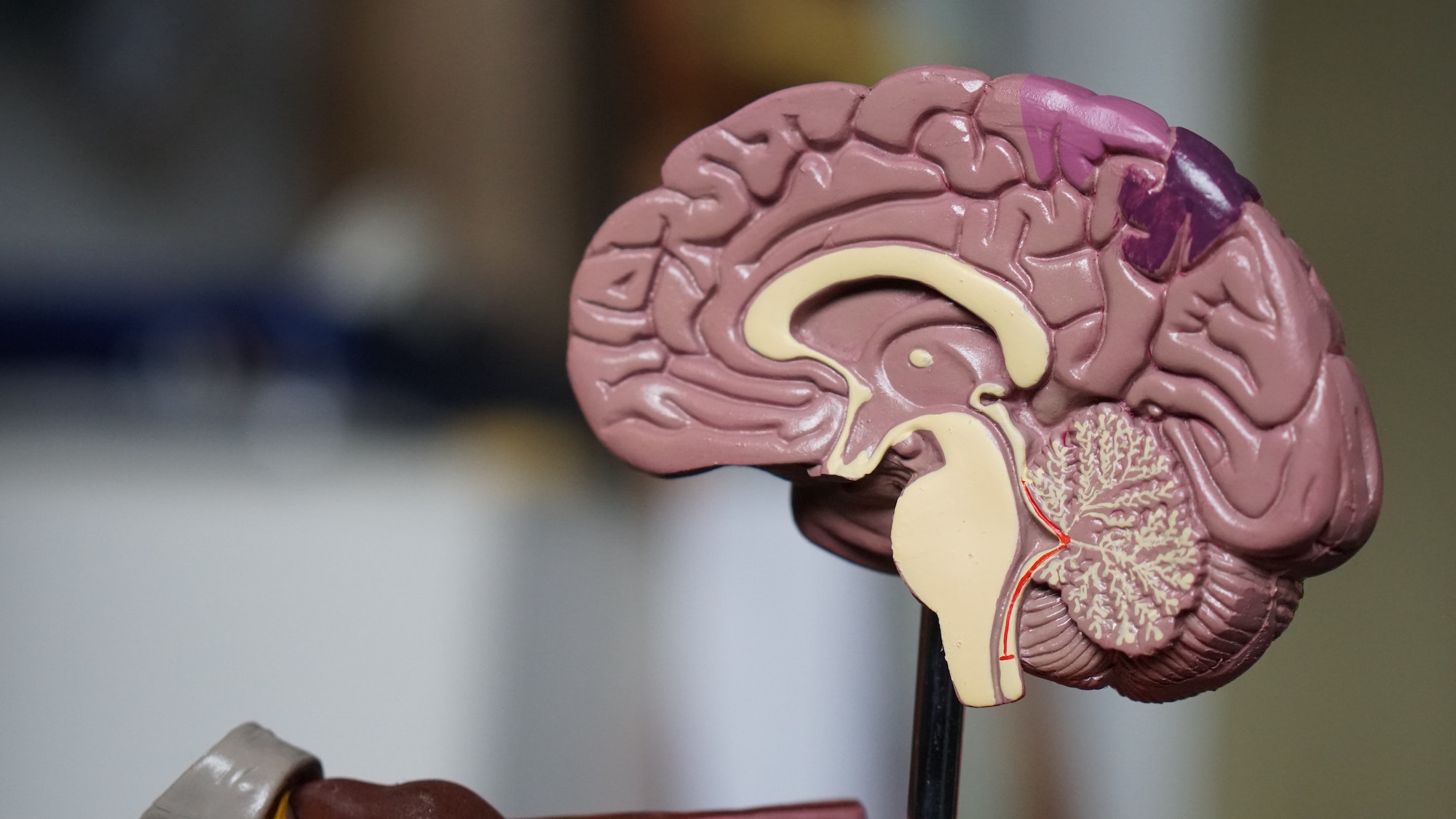 model showing inside of brain